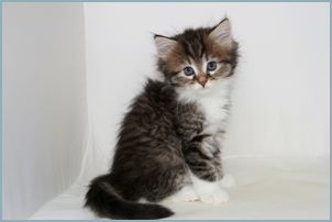 Male Siberian Kitten from Deedlebug Siberian